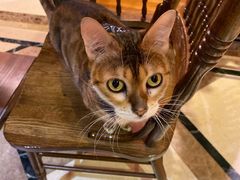 -猫色咖啡·猫咖