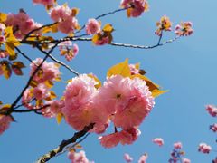 -高东镇樱花园