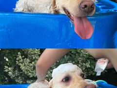 -汪说喵讲宠物乐园宠物酒店(红星美凯龙店)