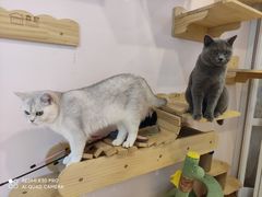 -猫咪派对(江南西店)