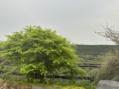 -龙坞茶村