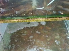 android_upload_pic-浪琴湾尾角仔海鲜坊