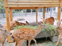 -长白岛森林公园