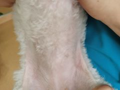 -芭比堂宠物医院·全科爱猫医院·仁德分院