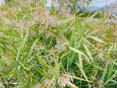 -野鸭湖国家湿地公园