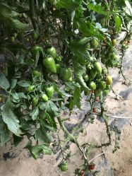 -蓝呗呗蓝莓草莓采摘园(通州区马驹桥店)