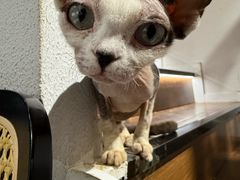 -琪喵猫屋·撸猫猫咖·猫舍