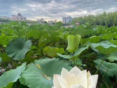 -莲花池公园