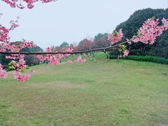 -南山植物园