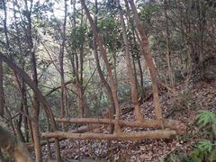 -临安城遗址(太庙遗址)