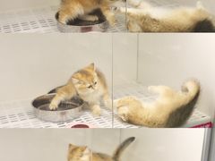 -lincat·猫舍(广州店)