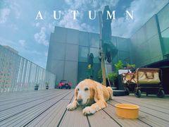 -百好乐宠物友好餐厅(朝外大街店)