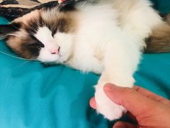 -猫在这儿猫咪咖啡馆·撸猫馆
