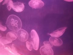 -临沂极地海洋王国