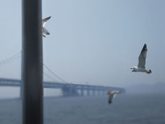 -星海湾跨海大桥