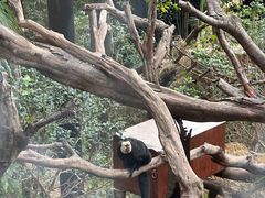 -鸡鸣汤包(红山动物园店)