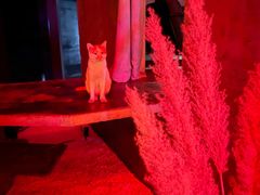 -饮湖威士忌鸡尾酒吧