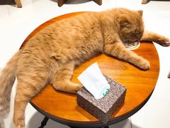 -藏猫猫咖啡主题馆(中央大道店)