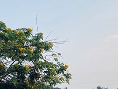 -广东花都湖国家湿地公园