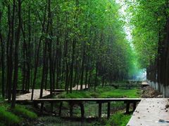 -合肥滨湖国家森林公园