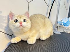-萌兽医馆·眼科·异宠专科(三里屯店)