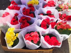 -中环花鸟鱼虫市场
