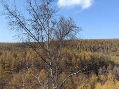 -塞罕坝国家级自然保护区