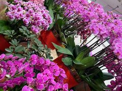 -双季花艺园艺市场(浦东店)