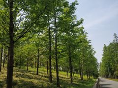 -上海长兴岛郊野公园