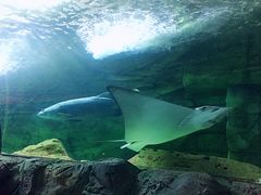 -悉尼海洋生物水族馆