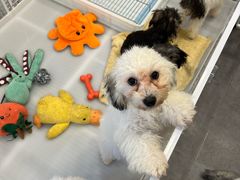 -有喵·猫咖·狗咖·40+猫狗有小奶狗(岗厦店)