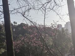 -重庆彩云湖湿地公园