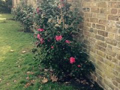 伦敦巴宝莉工厂店(Burberry)-巴宝莉工厂店/折扣店(工厂店)