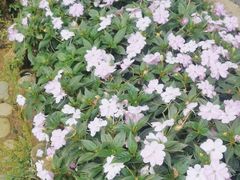 -庐山风景区花径公园