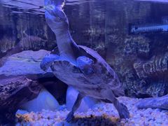 -上海海洋水族馆