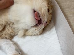 -北京观赏动物医院·24小时大型综合·猫专科·异宠专科
