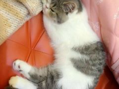-创凡宠物医院·骨专科  猫科中心(西乡分院)