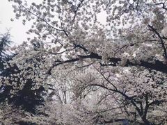 -武汉大学-樱园