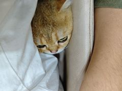 -瑞派名望24h动物医院异宠专科·猫专科·骨科·重症监护分院