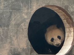 -中国大熊猫保护研究中心雅安碧峰峡基地