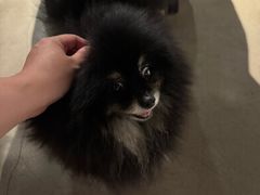 -百好乐宠物友好餐厅(朝外大街店)