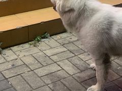 -黄记潮汕甜汤(贝底田坊店)