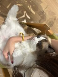 -Sugar苏格婚礼策划工作室