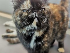 -喵园·猫主题咖啡厅·撸猫·猫咖(国贸店)