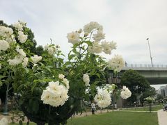 -中之岛公园