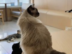 -鼓捣猫呢主题猫咖店