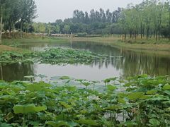 -东郊湿地公园