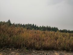 -绿堤公园