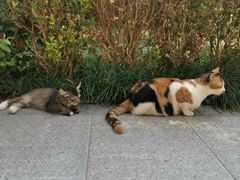-西安大兴善寺