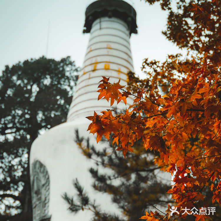 错过大觉寺的银杏，你就错过了整个北京的秋